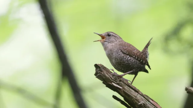 Blue Jay Barrens: Cardinals - The Evening Birds