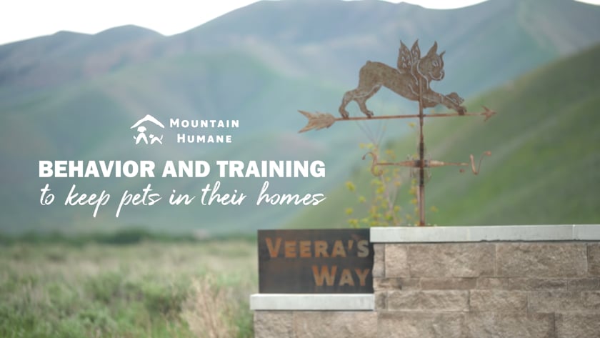 vimeo-video-thumbnail