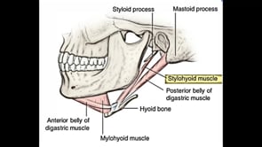  Styloid Process Skin Lift /Accordion Technique