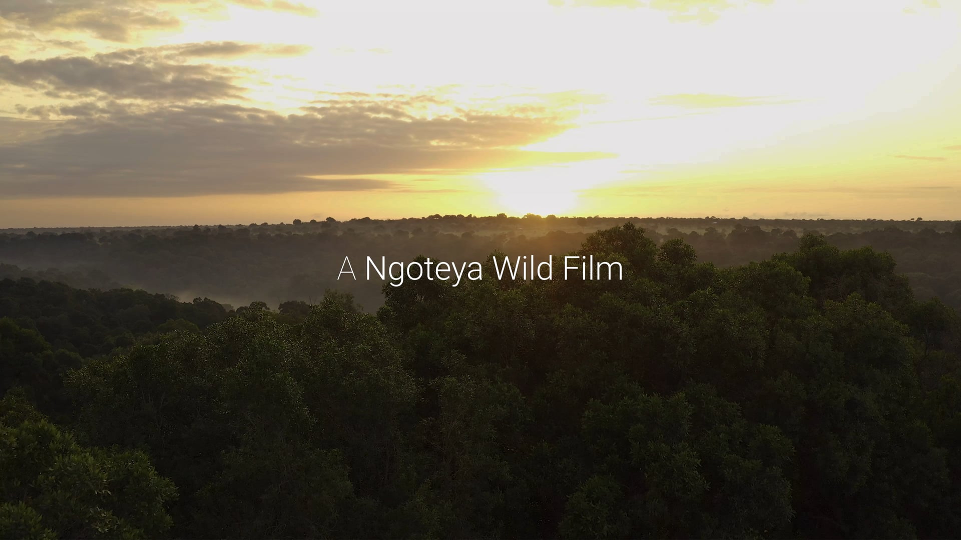 Nyekweri Forest Conservation and Restoration Project.mp4