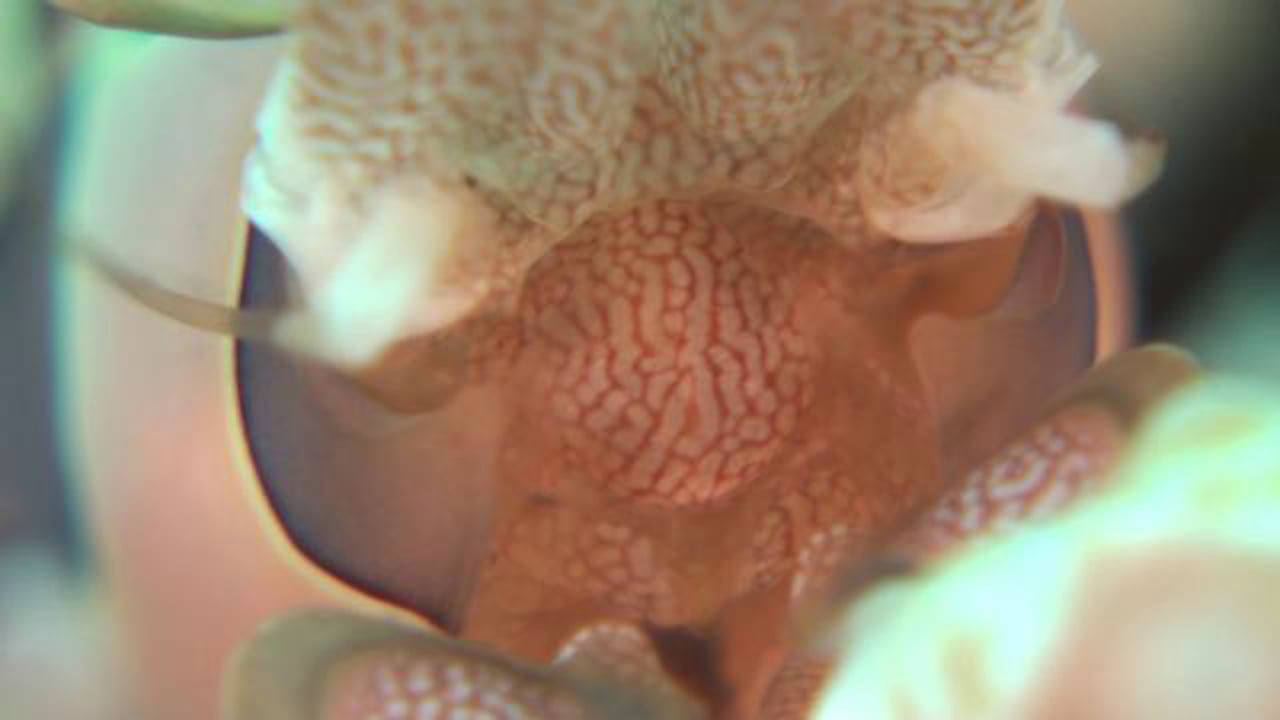 Harlequin Shrimp - Dinner Time