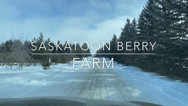 Calgary - Saskatoon Berry.mov