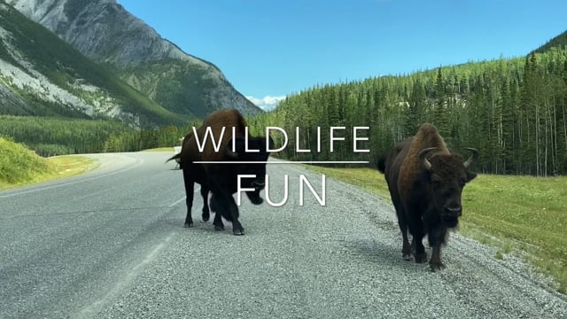 Highway - Wildlife