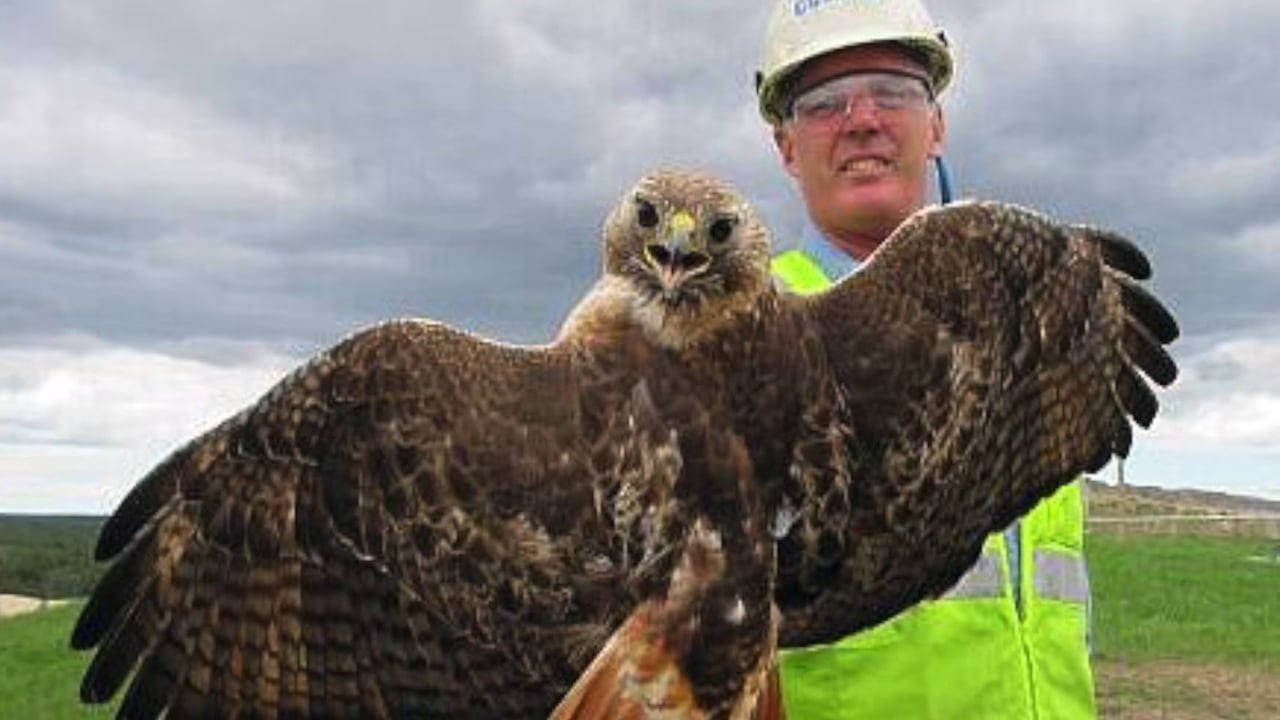 CMW Bird Banding