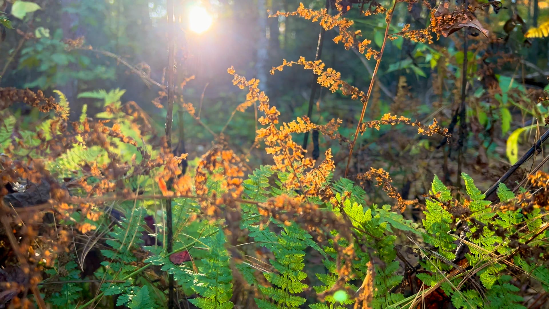 Atlanta Psychological Services