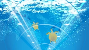 Animaci&oacute;n / Motion Graphics