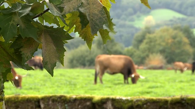 Medio Rural | Estratexia de dinamización do sector cárnico galego