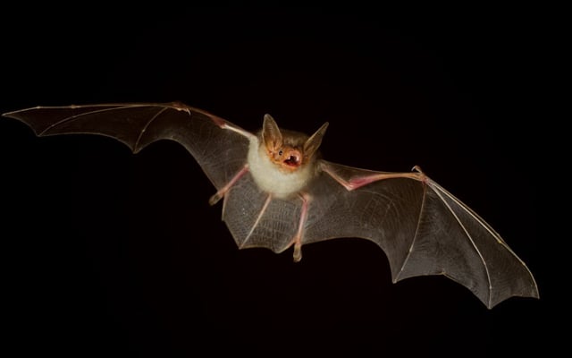 Phobia = Bats