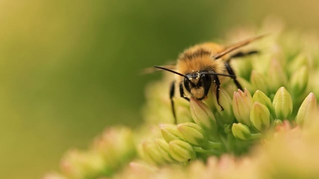 Phobia = Bees = Angela