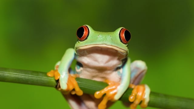 Phobia = Frogs = Sarah