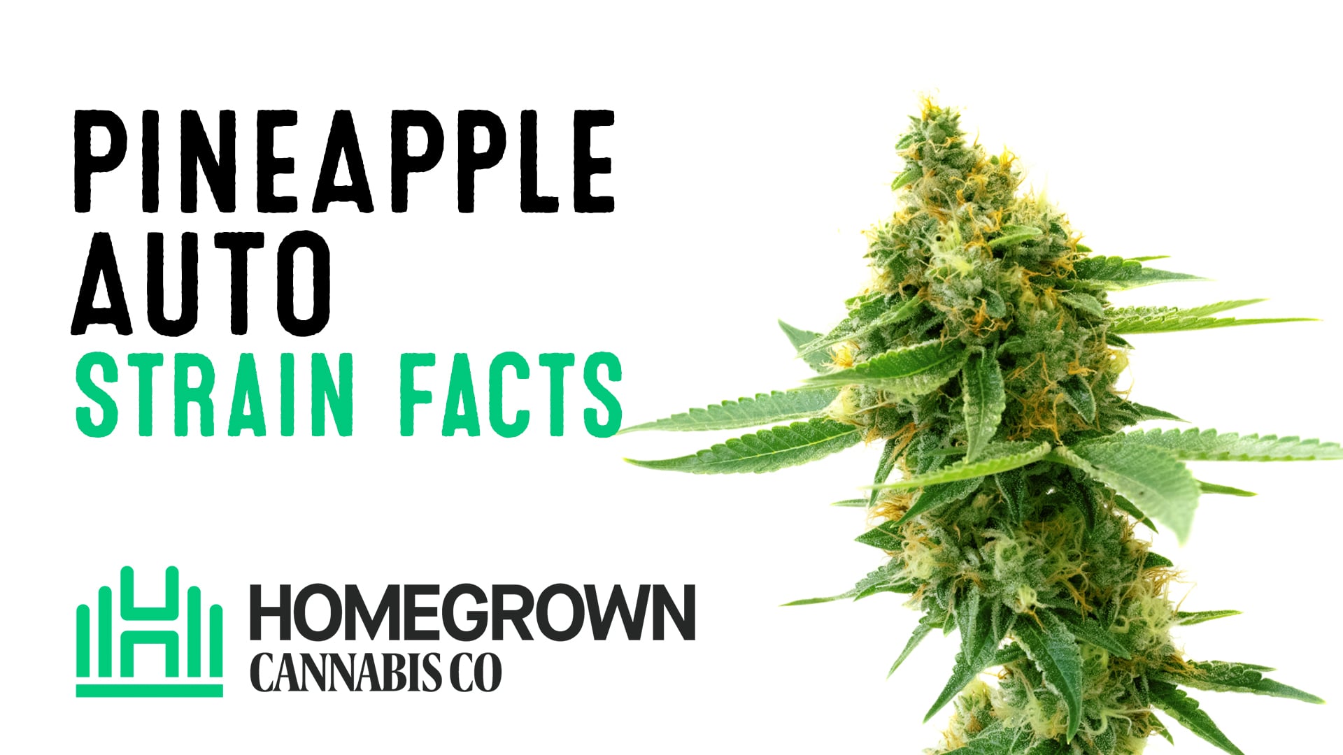 Pineapple Autoflower on Vimeo