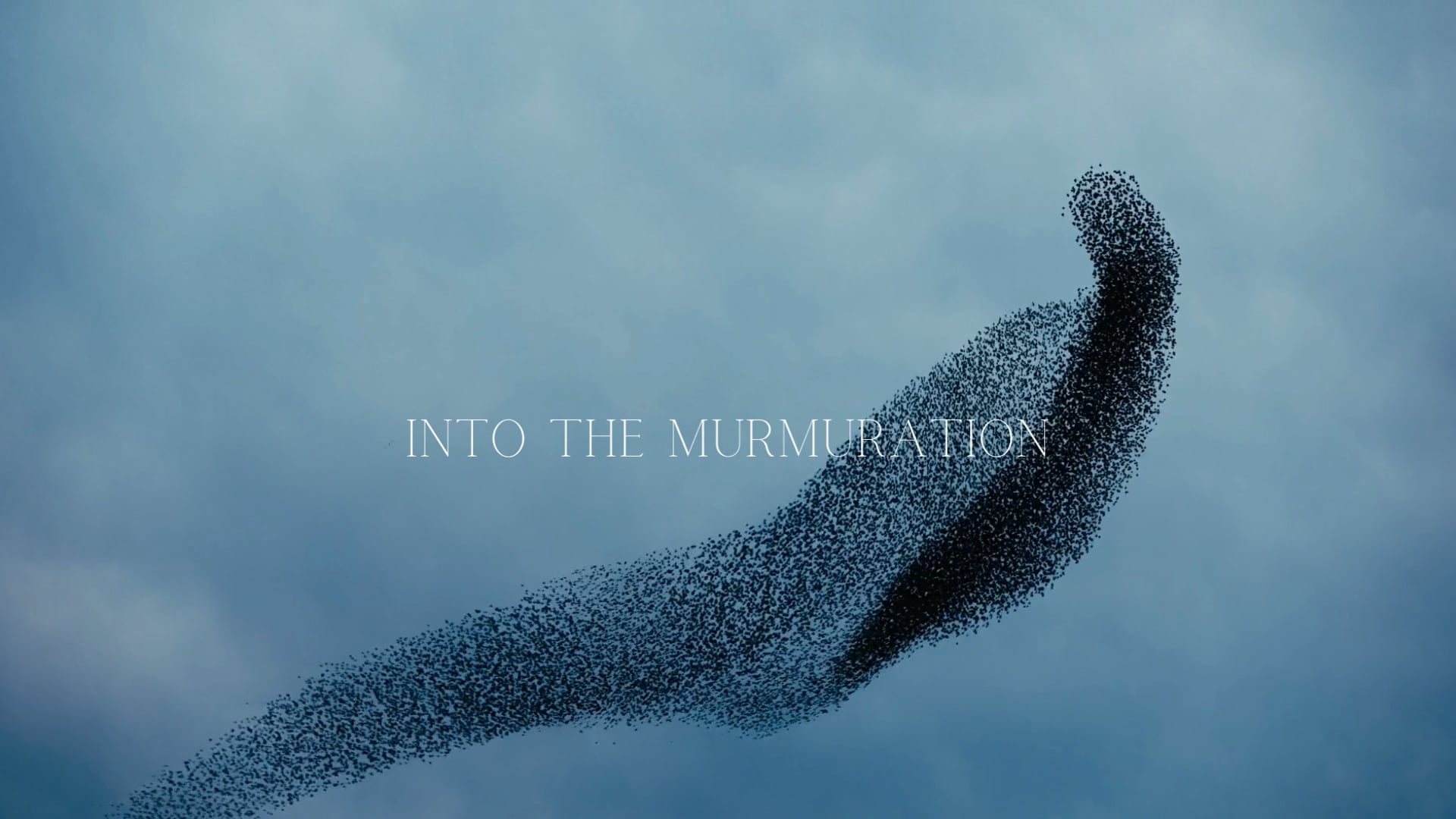 Murmuration-Prologue.mp4 on Vimeo