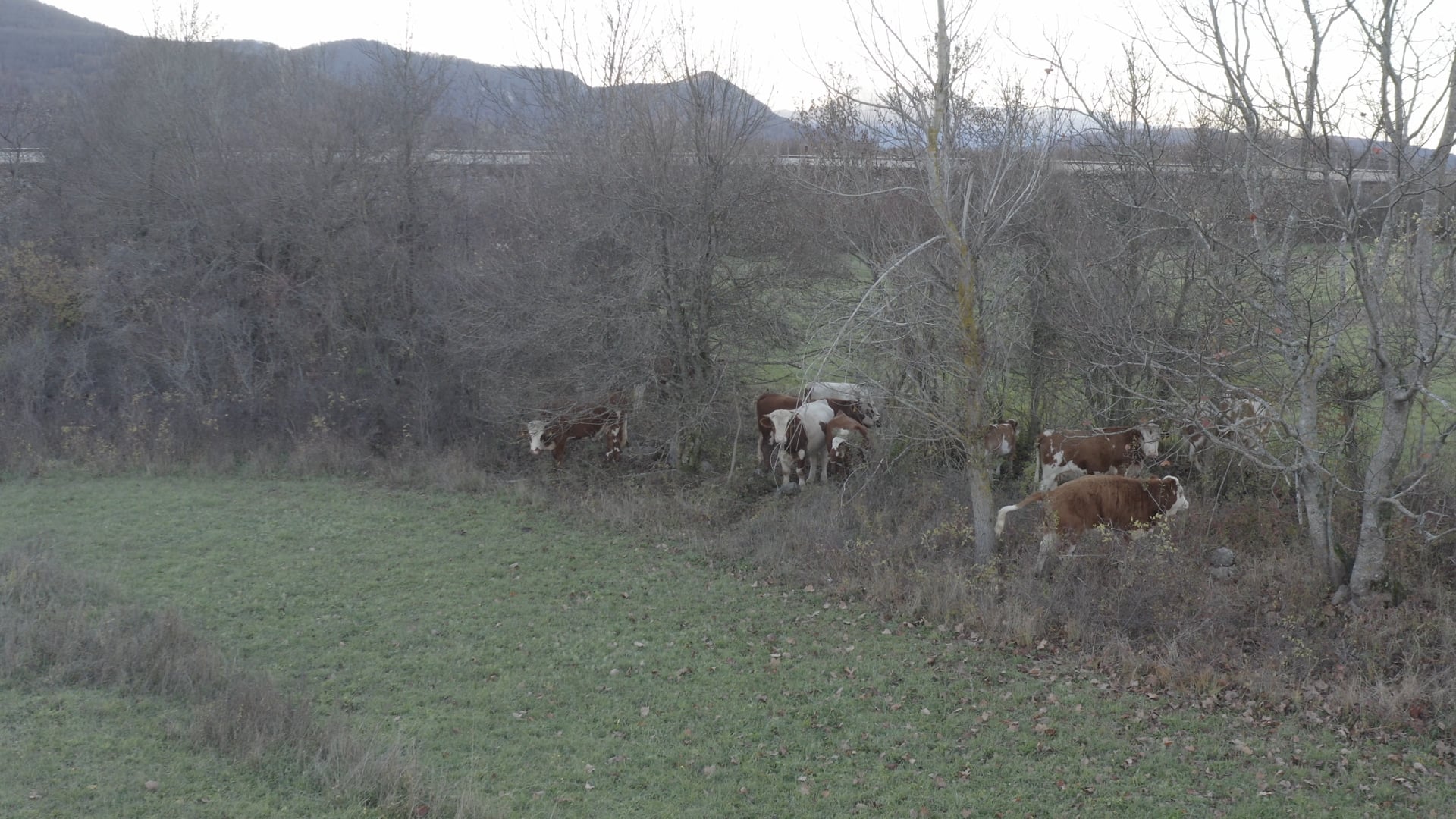 Cows in the field, extended shot 2