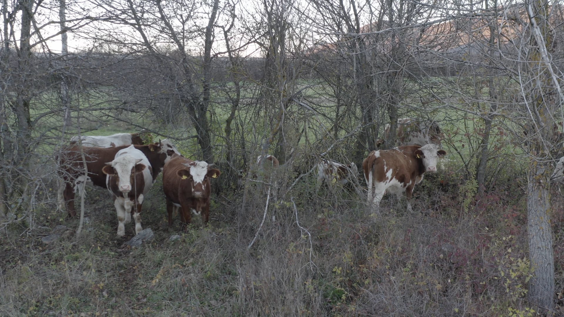 Cows eating in the field, close up