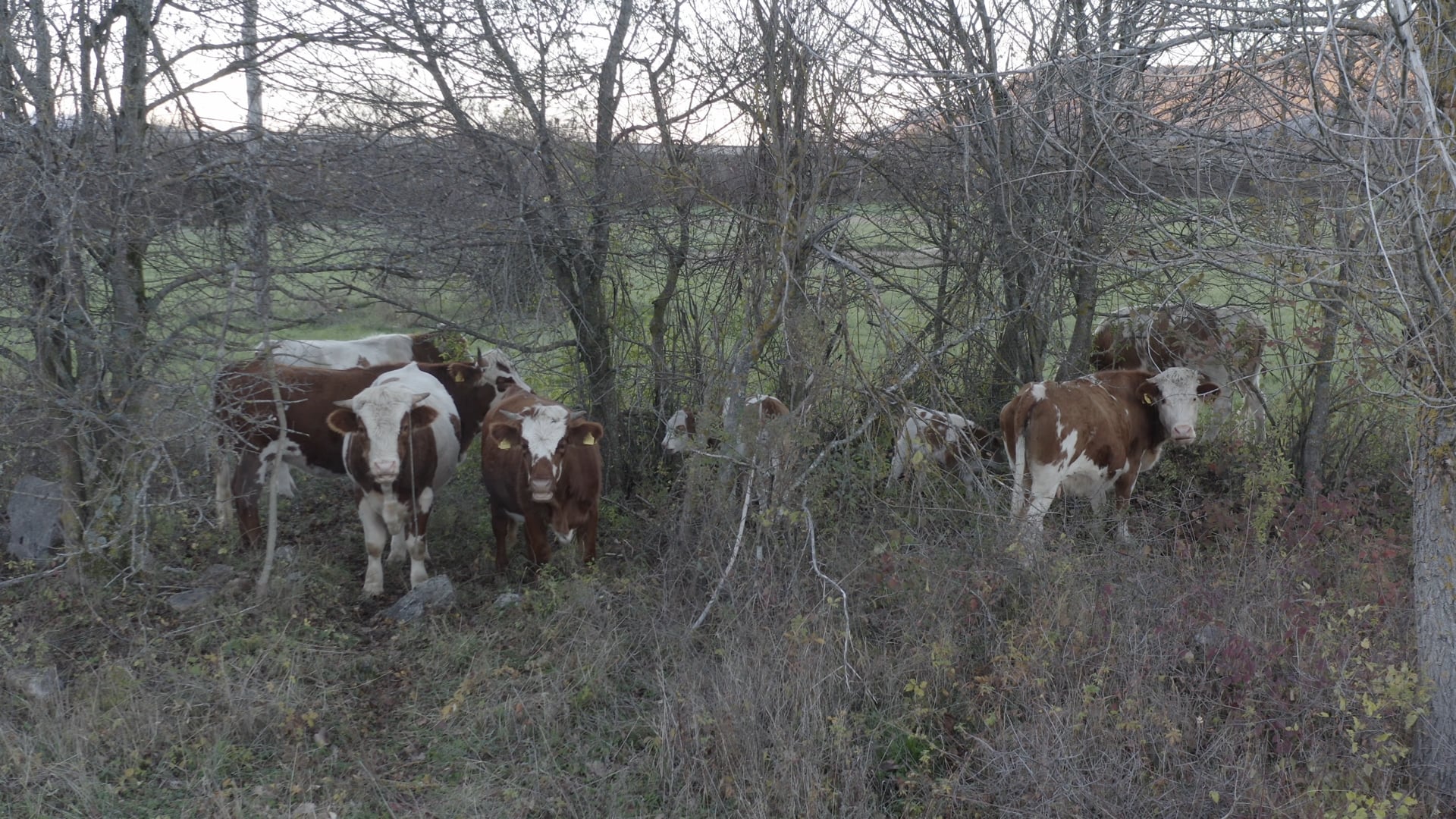 Cows in the field, extended shot