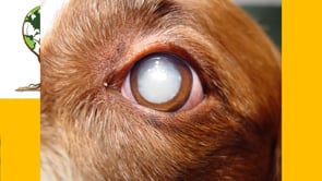 Don't get fooled into treating for Cataracts.