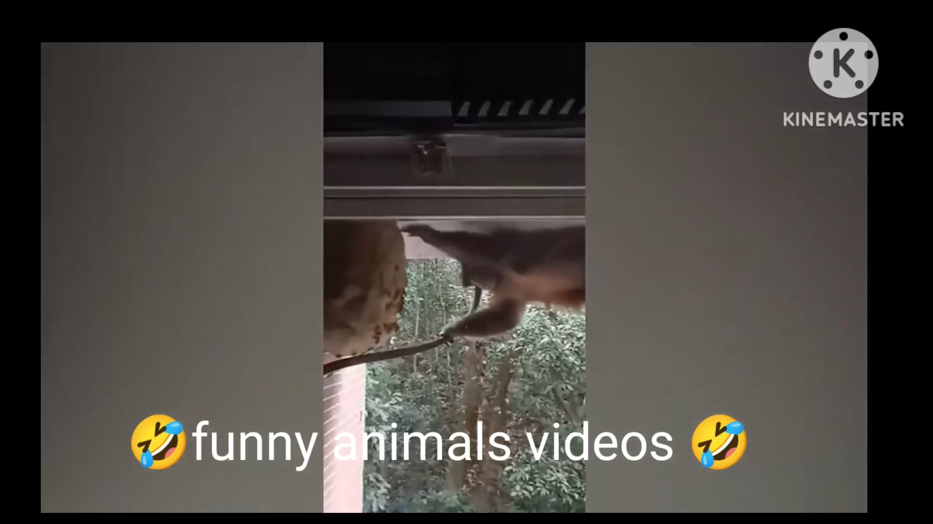 Αστεία βίντεο με ζώα