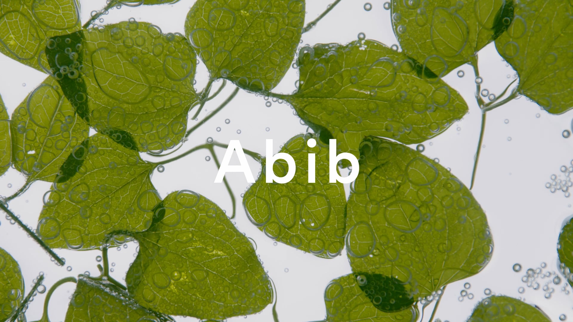 Abib