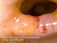 EVR Feline ileoscopy and distal jejunoscopy