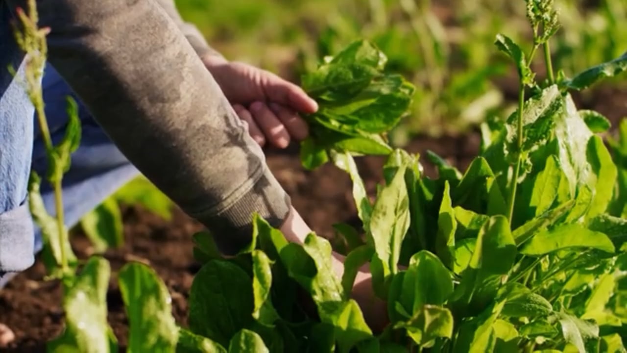 Alabama Farmers Market photo 5
