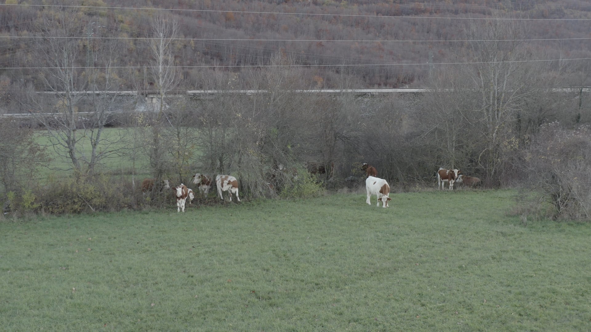 Slowly approaching cows in the field