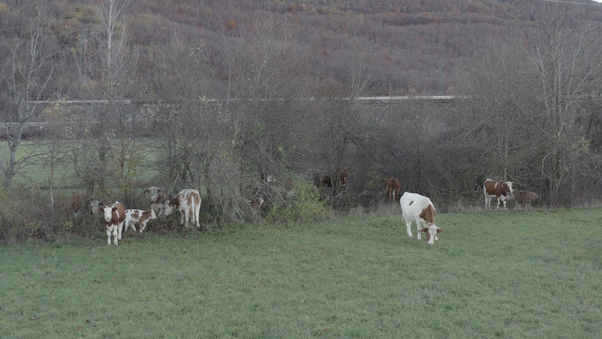 Cows eating in the field, paning from left to right