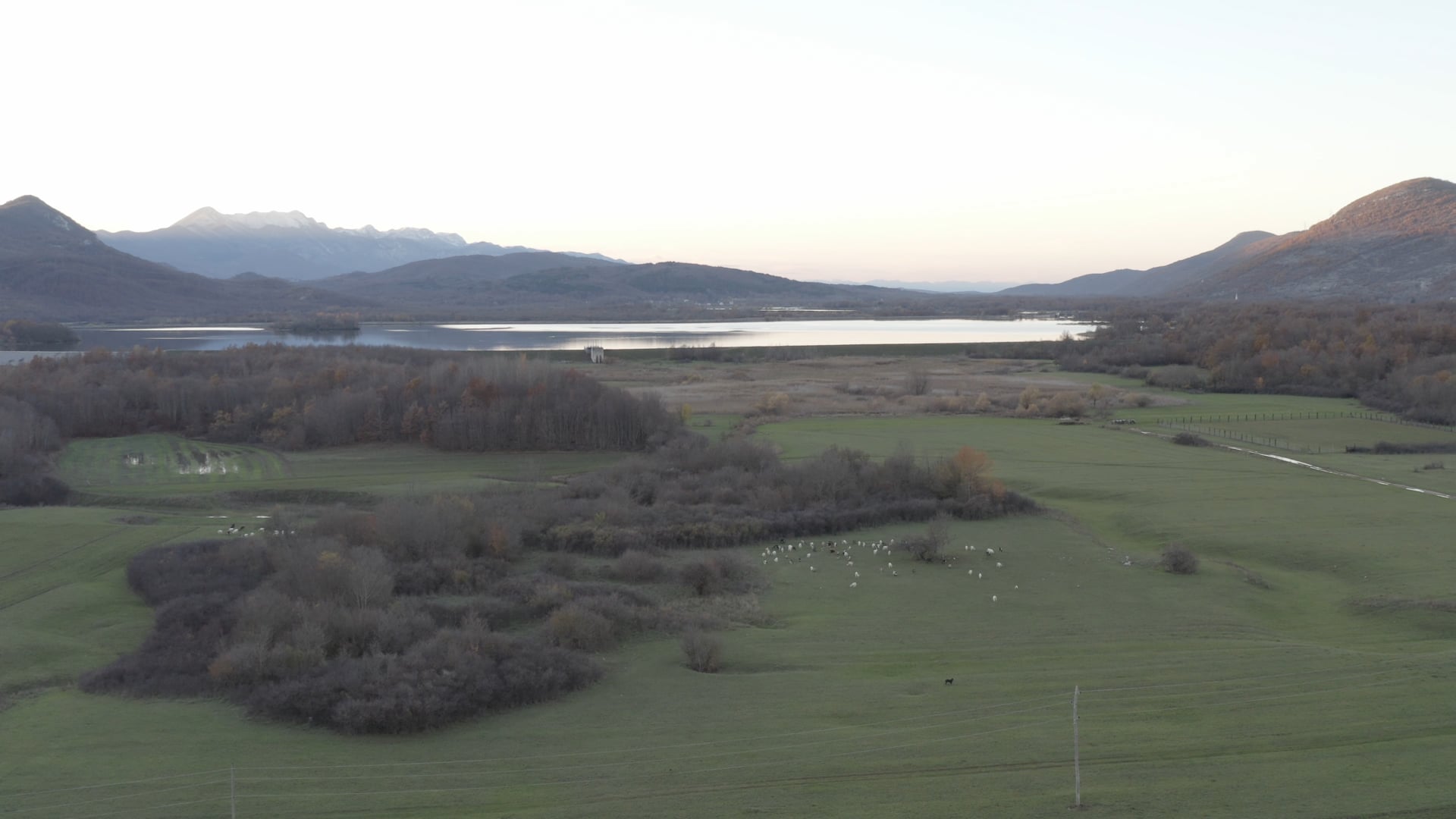 Lake in the mountains, cows on the field