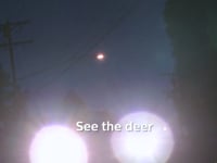 Driving in Deer Country