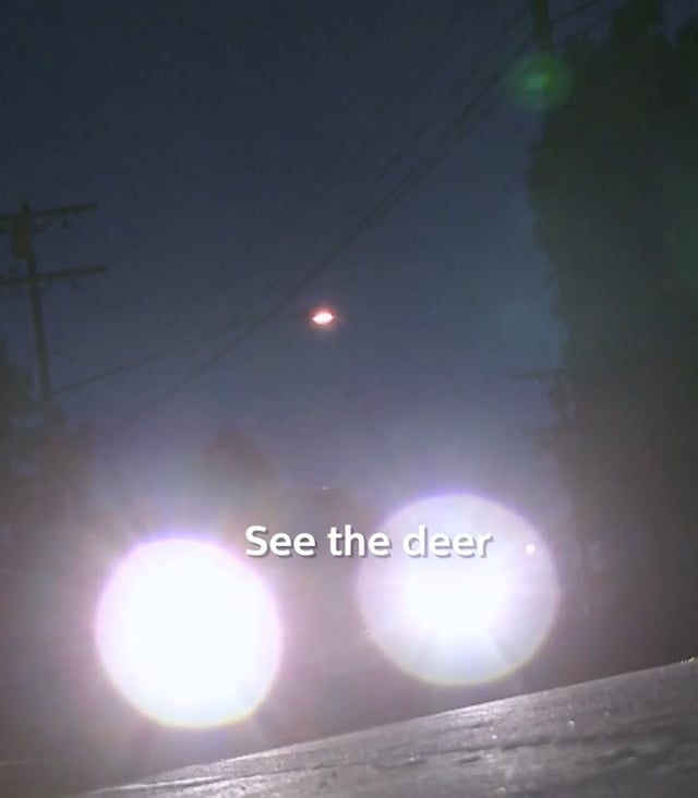 Driving in Deer Country
