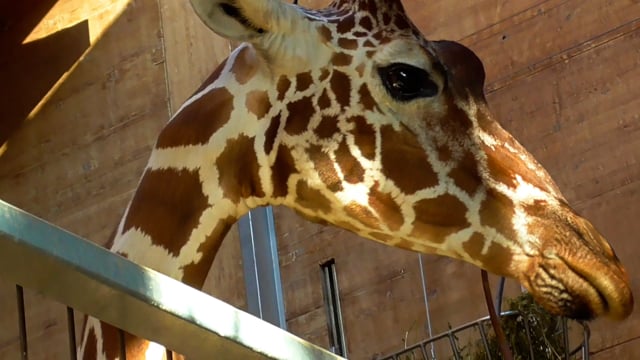 Жираф масаи - Masai giraffe
