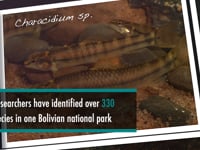 Newswise:Video Embedded study-over-330-fish-species-up-to-35-new-to-science-found-in-bolivian-national-park
