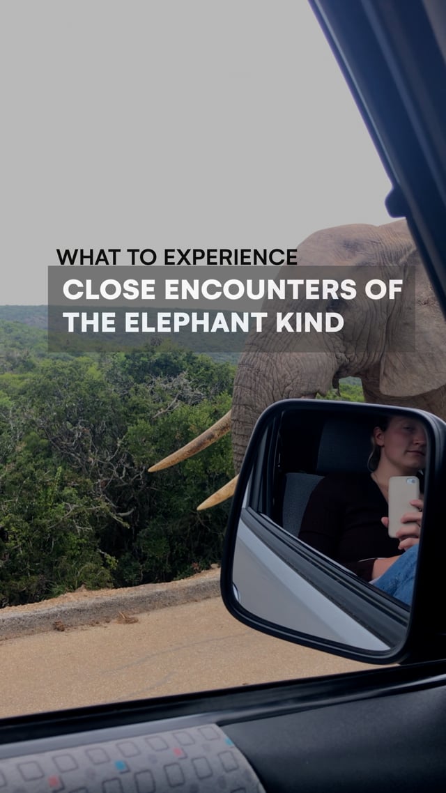 Close encounters of the Elephant kind