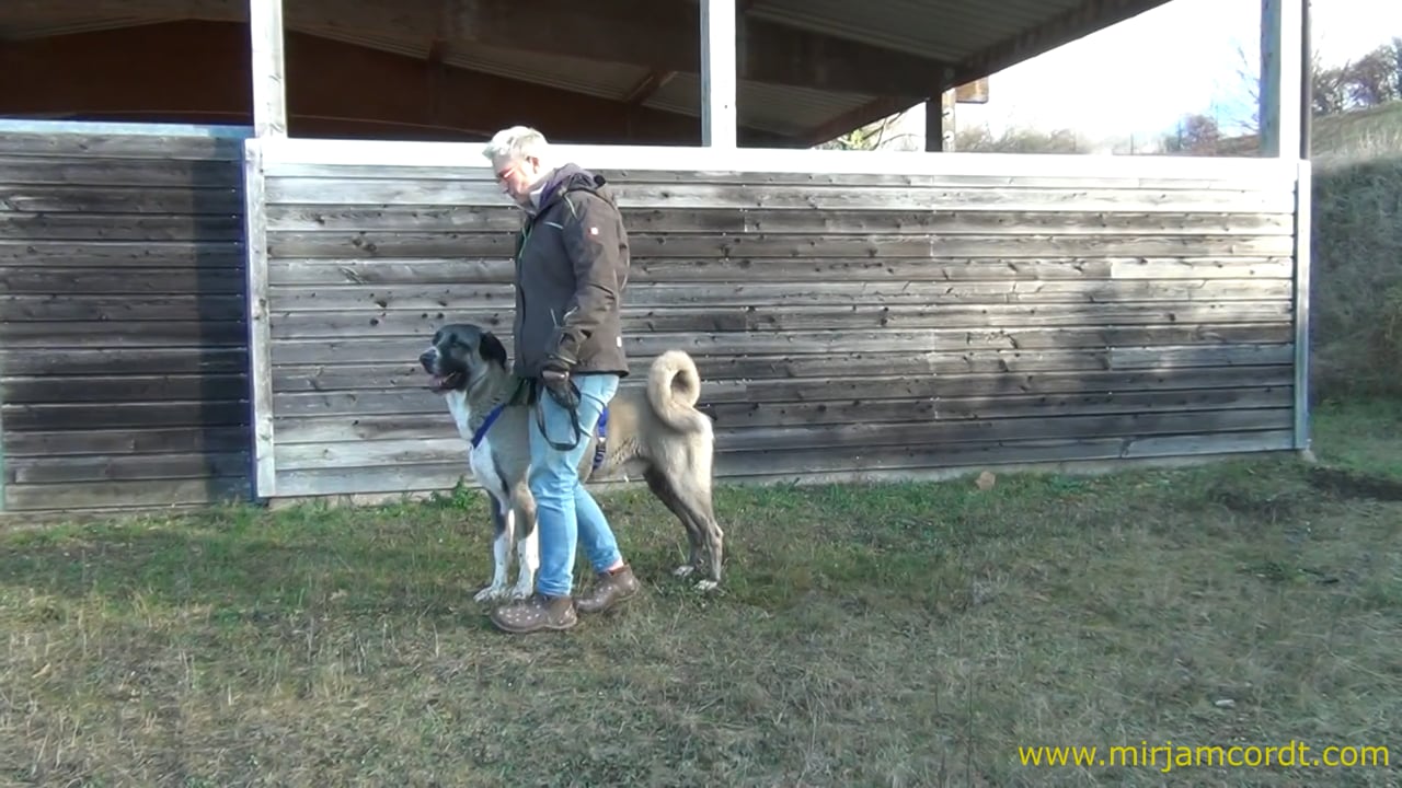 Wecke den “Optimisten” im Hund – Onlinekurs von Mirjam Cordt