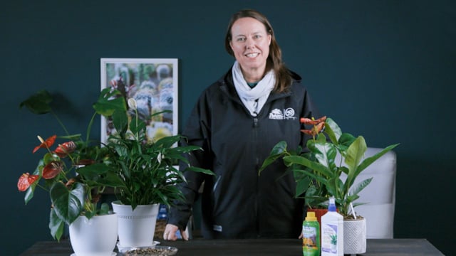 Anthurium Spotlight | How to Grow, Propagate & Care for Flamingo Flower