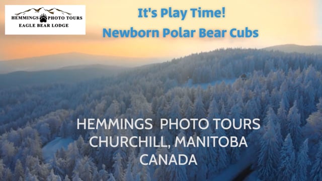 IT'S PLAY TIME! POLAR BEAR CUBS