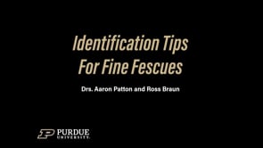 Identification Tips for Fine Fescues