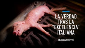 Así se produce la carne de cerdo de “excelencia” italiana