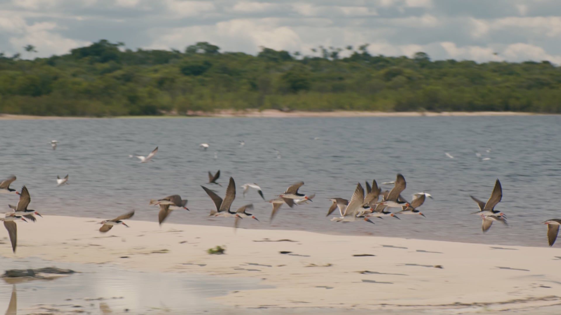 Um passeio no Rio Negro