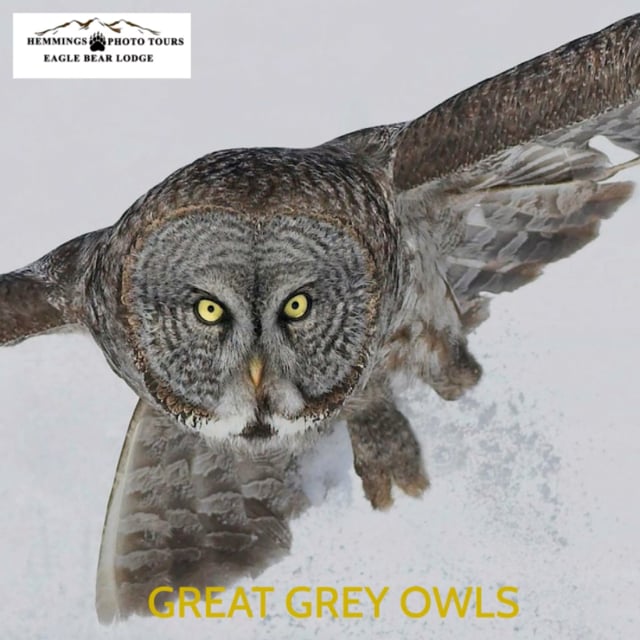 Great Grey Owls Only 2 spots left Feb18-23.2023