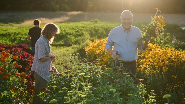 How to Harvest & Dry Rose Petals - Lonely Pines Farm