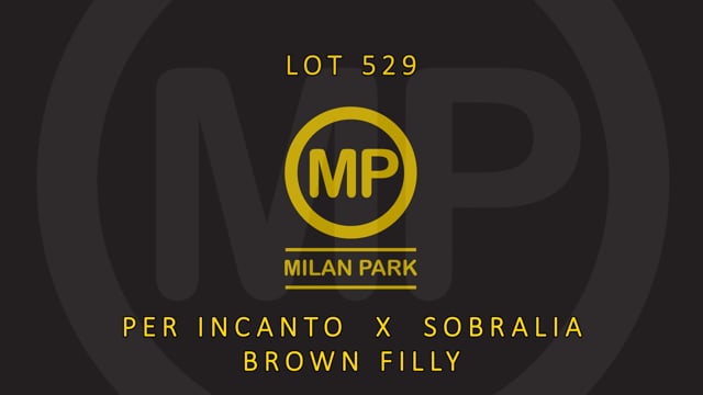 Lot 529