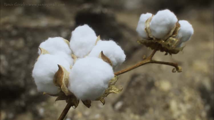 3D Cotton Flower Bloom on Vimeo