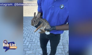 Bunny Found Inside BMW