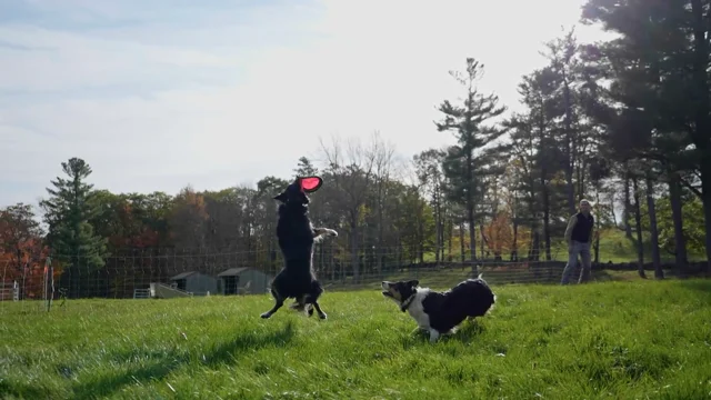 Yankee, 4 months : r/BorderCollie