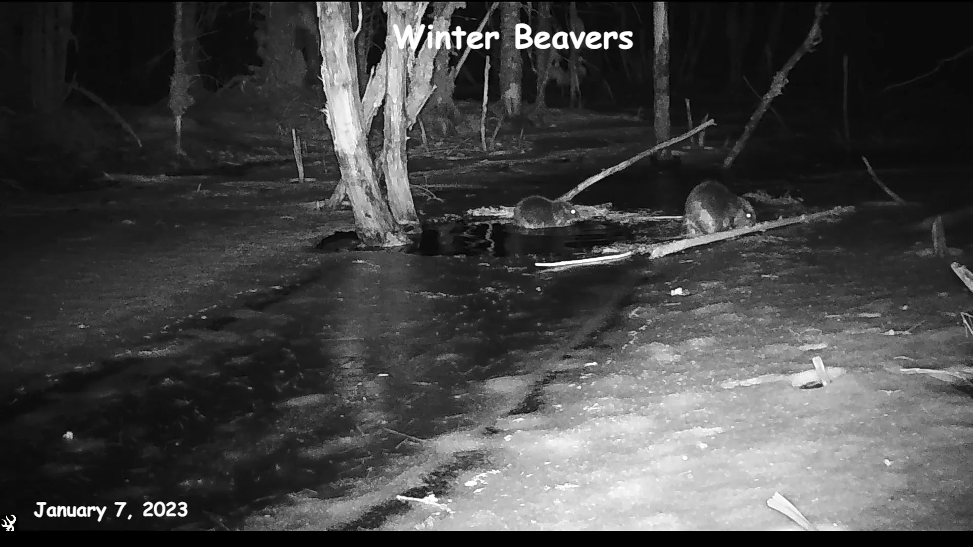Busy Beavers 1072023 on Vimeo