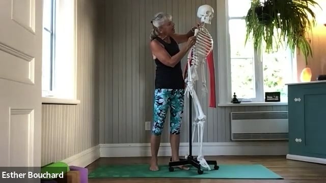 Yoga Balles™️ - DÉ'couvre tes épaules