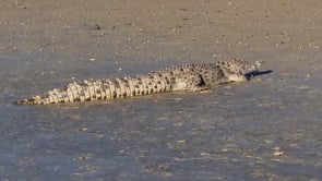 Croc and Crab Nature Tours
