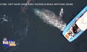 Whale Watchers Witness Wonderful Birth