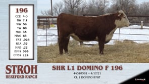 Lot #196 - SHR L1 DOMINO F 196