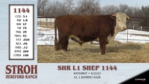 Lot #1144 - SHR L1 SHEP 1144